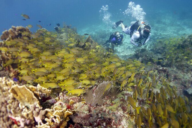 PADI Discover Scuba Diving for divers without certification - Who Will Love This Tour?