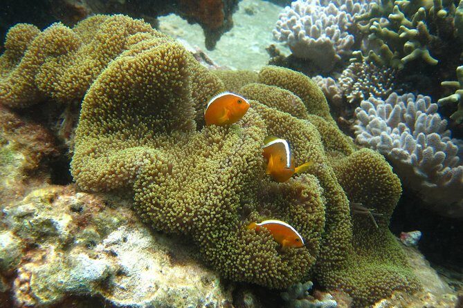 PADI Discover Scuba Diving - introduction program for beginners - The Pros and Cons: An Honest Look