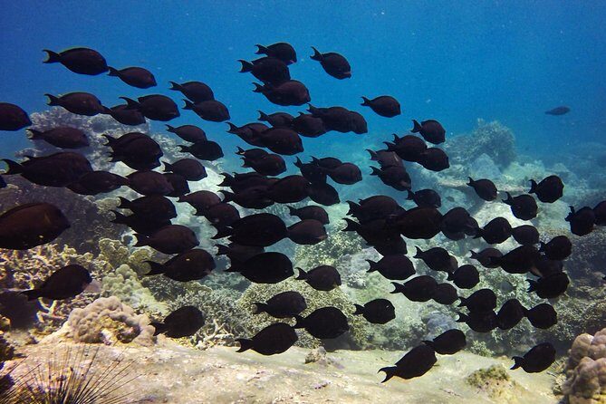 PADI Discover Scuba Diving - introduction program for beginners - FAQs About the Nha Trang PADI Discover Scuba Tour