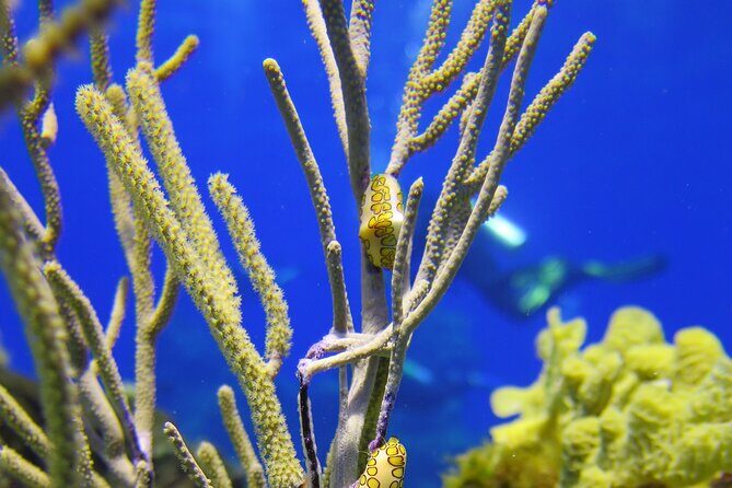 PADI Discover Scuba Diving Program in the Riviera Maya - The Practicalities of the Tour