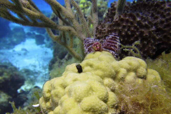 PADI Discover Scuba Diving Program in the Riviera Maya - Who Will Love This Tour?