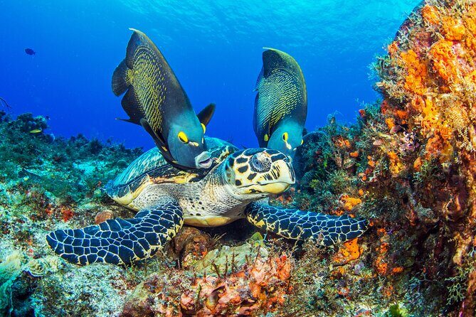 PADI Discover Scuba Diving Tour in Cozumel - A Detailed Look at the Experience