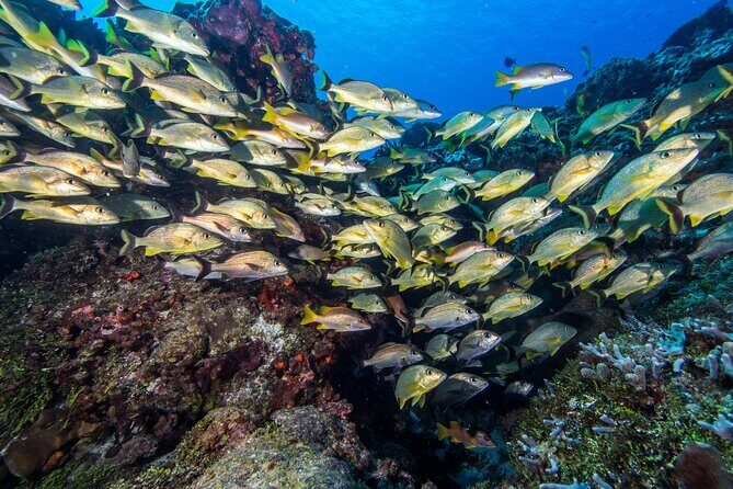 PADI Discover Scuba Diving Tour in Cozumel - Practical Tips for Future Participants