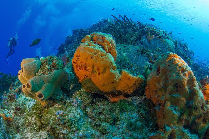 PADI Discover Scuba Diving Tour in Cozumel - FAQ