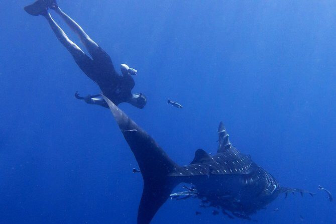 Padi Freediver, learn how to freedive and get your first license (at Koh Chang) - Potential Drawbacks
