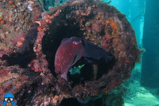 PADI Open Water Course - Detailed Review of the PADI Open Water Course
