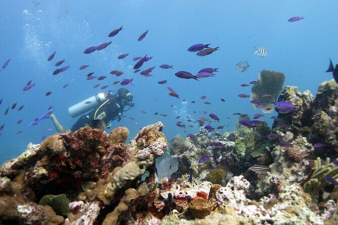 PADI Open Water Diver Course - The Sum Up