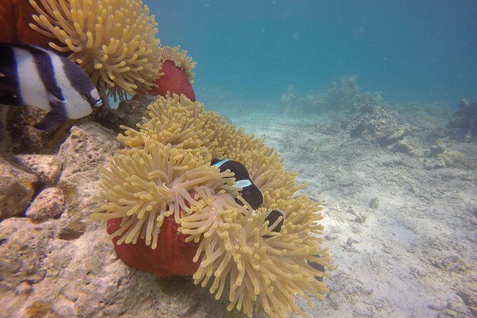 Padi Open Water Diver Course - Frequently Asked Questions