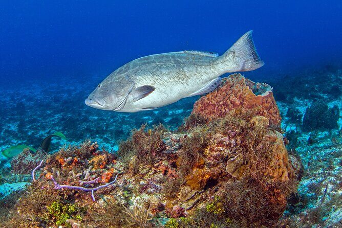 PADI Open Water Diver Course in the Riviera Maya - What the Course Entails: A Complete Breakdown
