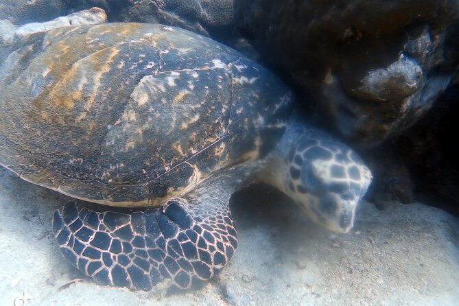 Padi open water diver course (Start at Ko Kut) - Introduction: What’s This Course All About?