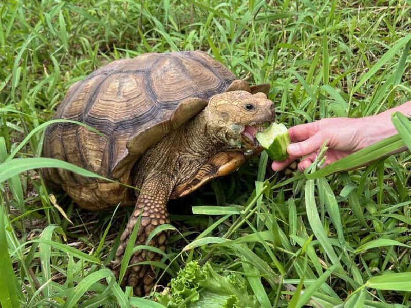 Pahoa: Ranch Tour with Animal Feedings and Interactions - Final Thoughts