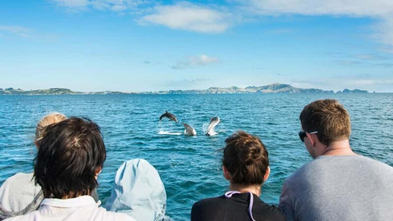 Paihia: Bay of Islands Dolphin Eco Cruise & Island Stopover - Key Points