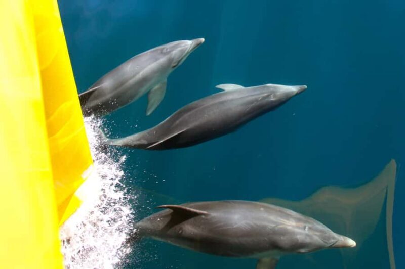 Paihia: Bay of Islands Dolphin Eco Cruise & Island Stopover - An Overview of the Experience