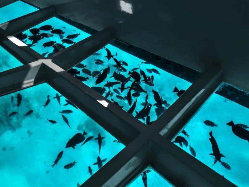 Paihia: Glass Bottom Boat Tour to the Hole in the Rock - Key Points