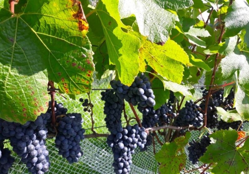 Paihia or Kerikeri: Wine, Spirit, & Craft Beer Tour - Practical Details and Considerations