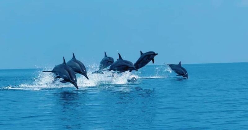 Paje Beach, Lunch at The Rock Restaurant, Mnemba Snorkeling - Who Will Enjoy This Tour?