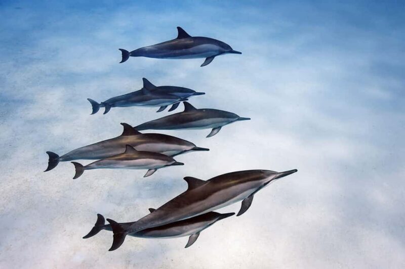 Paje Beach Tour, Lunch at The Rock, Mnemba Dolphin Tour - Authenticity and Traveler Feedback