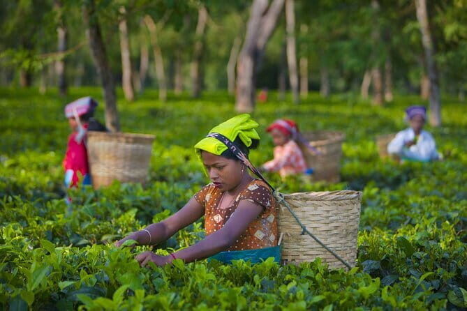 Palampur's Guided Day Tour: Discover the Tea Capital. - What to Expect from the Itinerary