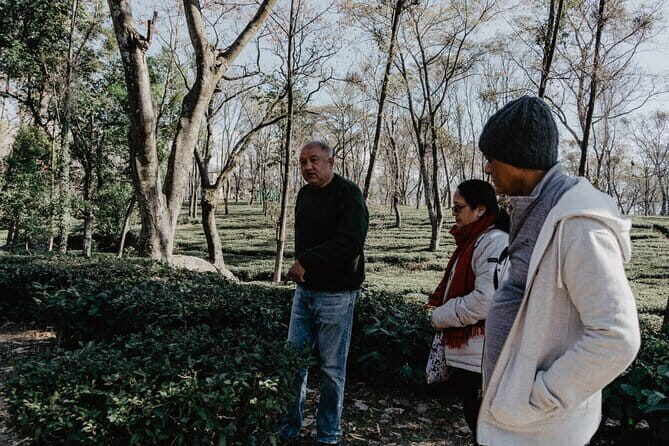 Palampur's Guided Day Tour: Discover the Tea Capital. - The Sum Up
