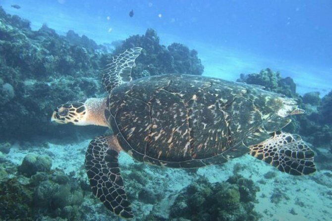 Palancar, Columbia and El Cielo Cozumel Snorkeling Tour - Final Thoughts: Is It Worth It?