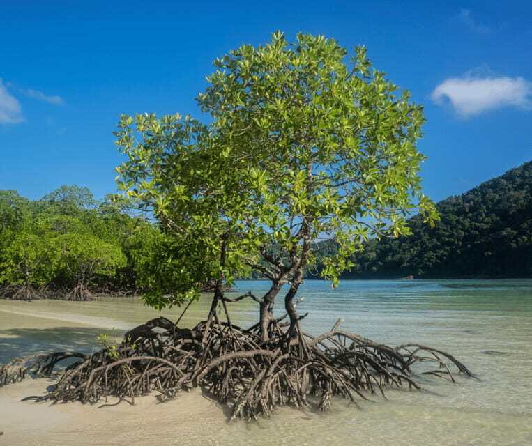 PALAWAN: El Nido Fishing Tour with Local Fishermen PRIVATE - Final Thoughts: Is This Tour Right for You?