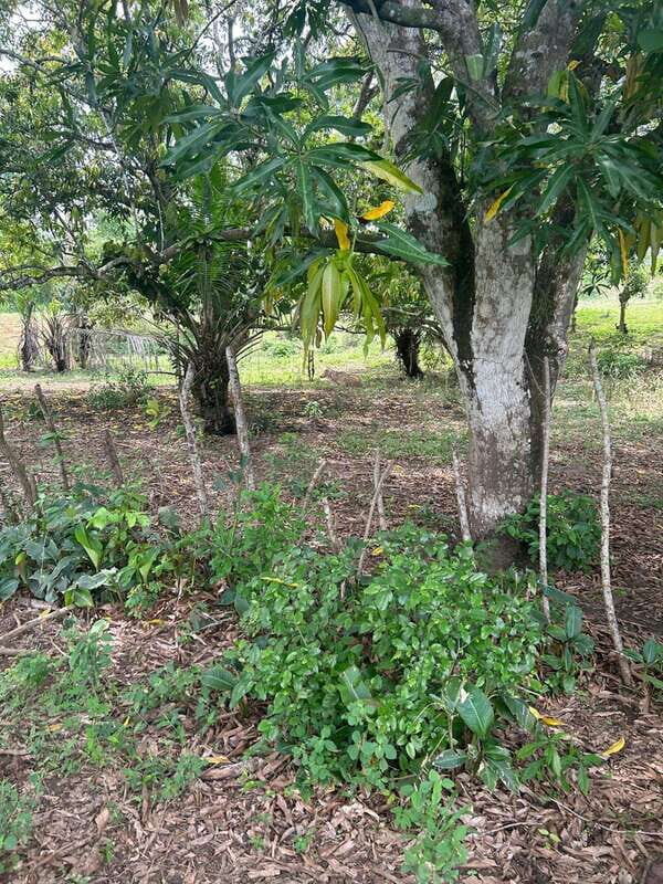 Palenque: Eco-Tour on Horseback with Lunch - Practical Details and Tips