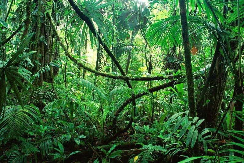 Palenque: Lacandona Jungle Path - Ecotourism Adventure - The Sum Up