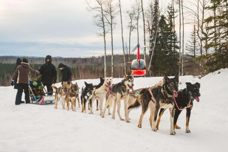 Palmer: "Dogs and Glaciers" Sledding and Helicopter Tour - Key Points