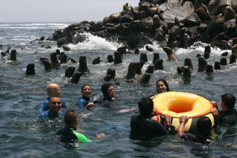 Palomino Islands Yacht Tour and swim alongside the sea lions - A Practical Look at the Palomino Islands Yacht Tour