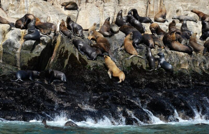 Palomino Islands Yacht Tour and swim alongside the sea lions - Final Thoughts