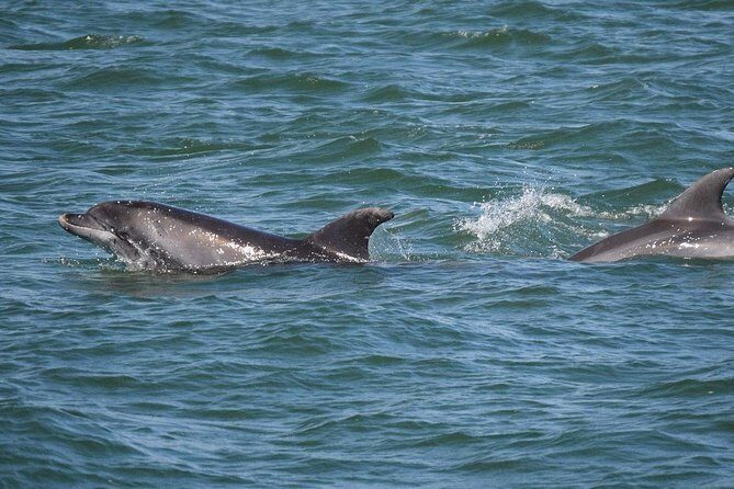 Panama City Beach Dolphin Sightseeing Sail - A Closer Look at the Experience