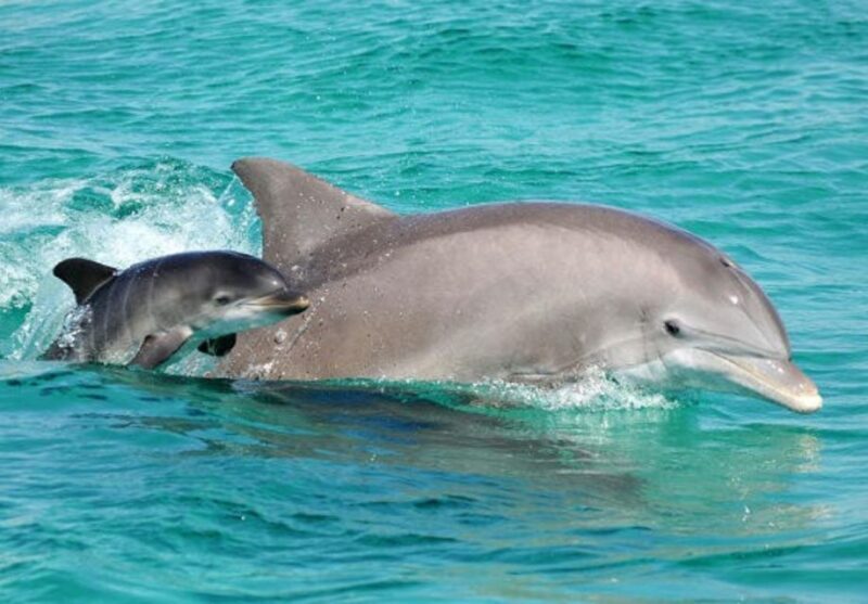 Panama City Beach: Dolphin Sightseeing Trip by Catamaran - Key Points