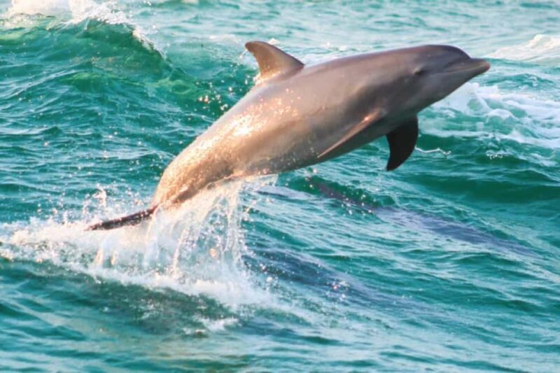 Panama City Beach: Dolphin Watching and Snorkeling Tour - Discovering the Panama City Beach Dolphin and Snorkeling Experience