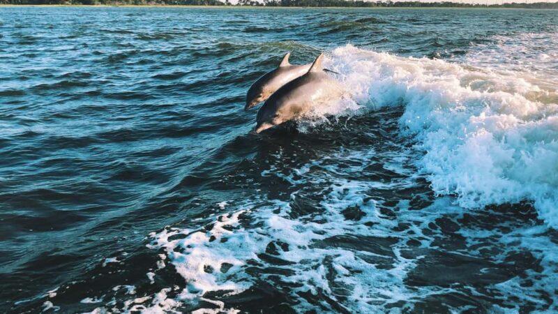 Panama City Beach: Dolphin Watching and Snorkeling Tour - What to Expect During the Tour