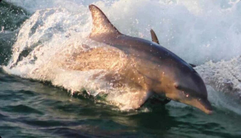 Panama City Beach: Dolphin Watching and Snorkeling Tour - Frequently Asked Questions