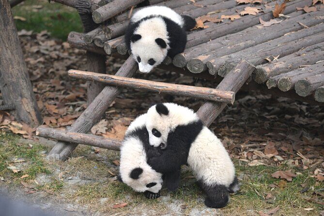 Panda and Leshan Buddha Private Tour - An Authentic Day with Pandas and the Giant Buddha