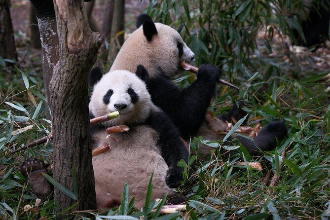 Panda and Leshan Buddha Private Tour - Who Will Love This Tour?