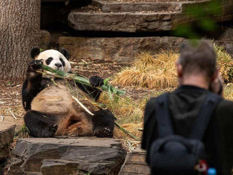 Panda & Friends Tour and a Day at Adelaide Zoo - What is the Panda & Friends Tour?