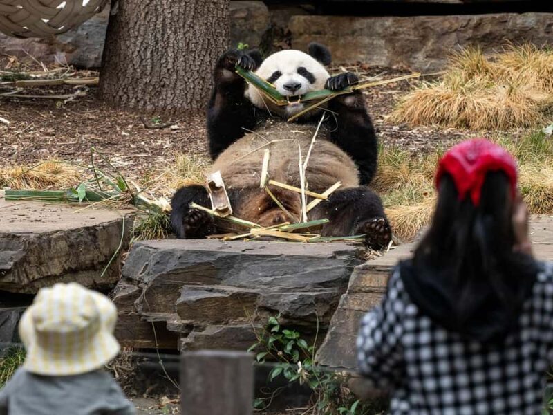 Panda & Friends Tour and a Day at Adelaide Zoo - Why Choose This Tour?