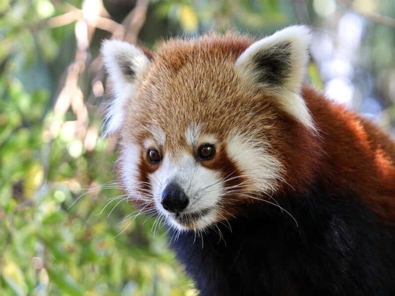 Panda & Friends Tour and a Day at Adelaide Zoo - Who Is It Best For?