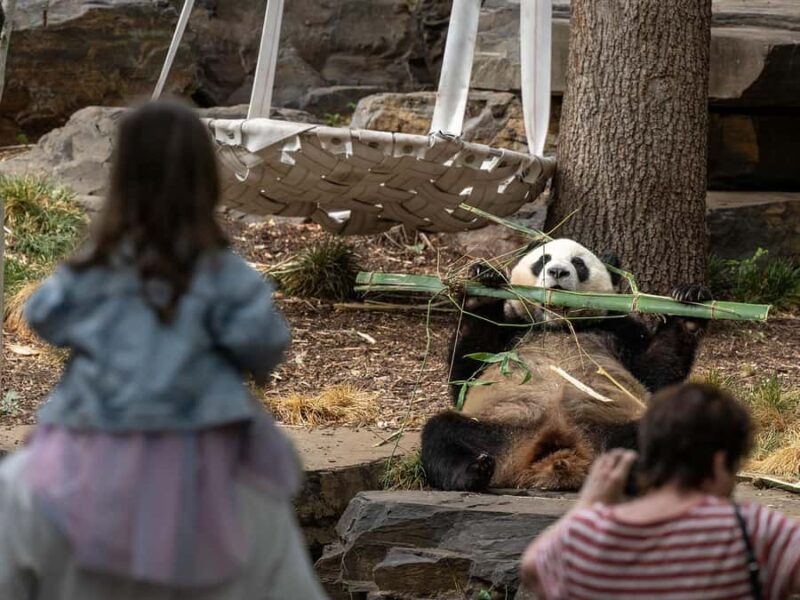 Panda & Friends Tour and a Day at Adelaide Zoo - The Sum Up