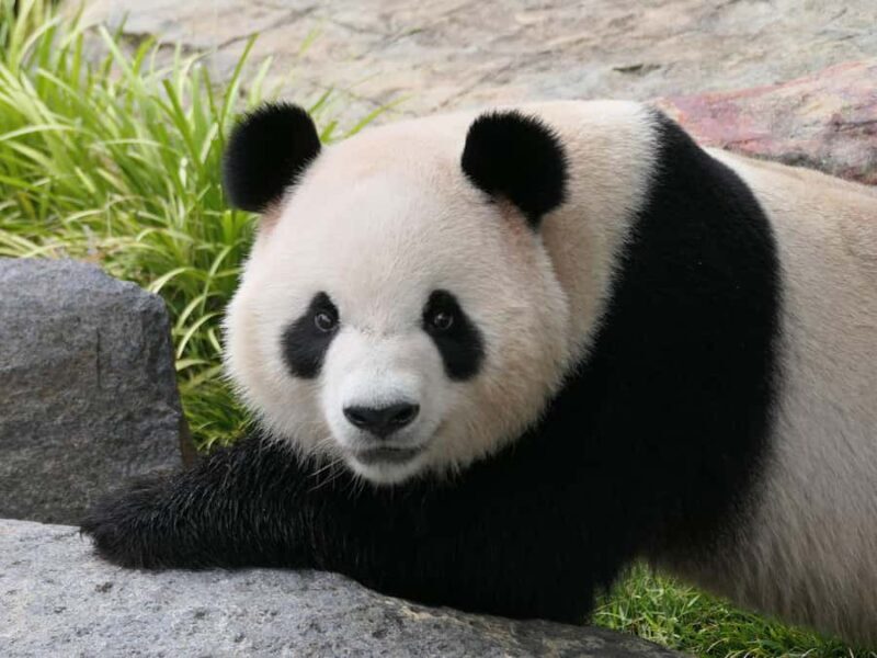 Panda & Friends Tour and a Day at Adelaide Zoo - FAQ