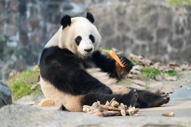Panda, Leshan, and Emei Mountain 2-day tour - FAQ