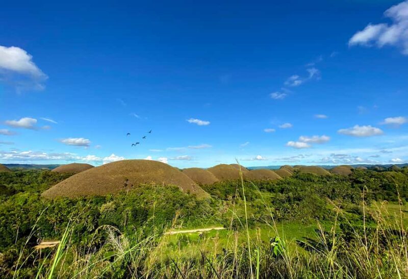Panglao: Dao, Forests, and Tarsier Sanctuary Tour with Lunch - Key Points