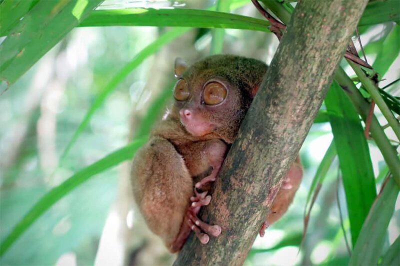 Panglao: Dao, Forests, and Tarsier Sanctuary Tour with Lunch - A Deep Dive into the Experience