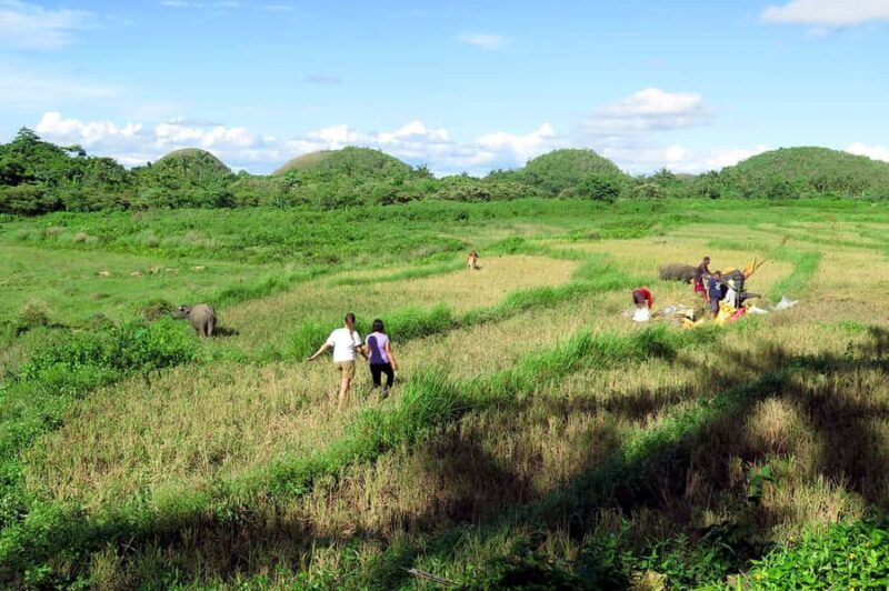 Panglao: Dao, Forests, and Tarsier Sanctuary Tour with Lunch - Authentic, Engaging, and Well-Rounded