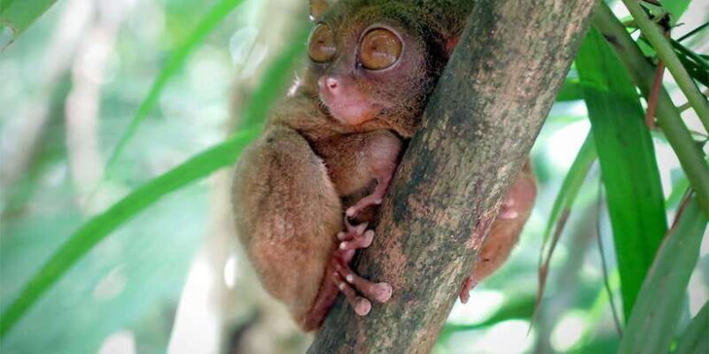 Panglao: Dao, Forests, and Tarsier Sanctuary Tour with Lunch - Who Should Consider This Tour?