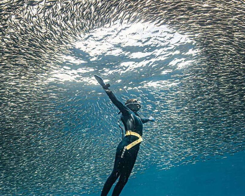 Panglao: Napaling Reef and Sardines Freediving Experience - Key Points