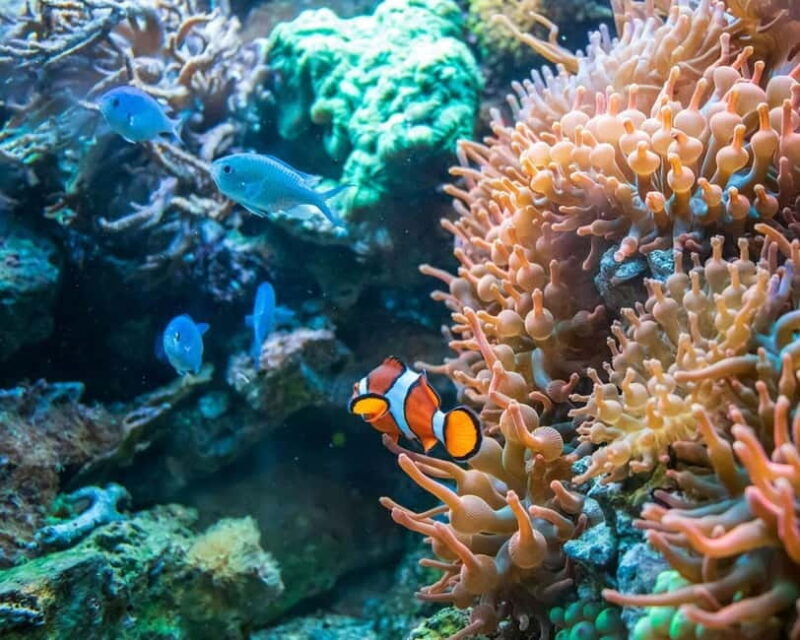 Panglao: Snorkeling at NapalingReef with Sardines Experience - A Practical Overview of the Experience