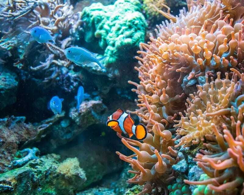 Panglao: Snorkeling at NapalingReef with Sardines Experience - FAQ
